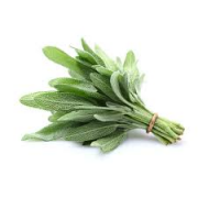 SALVIA FRESCA 50G CA